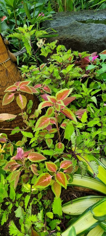 세종 국립 수목원