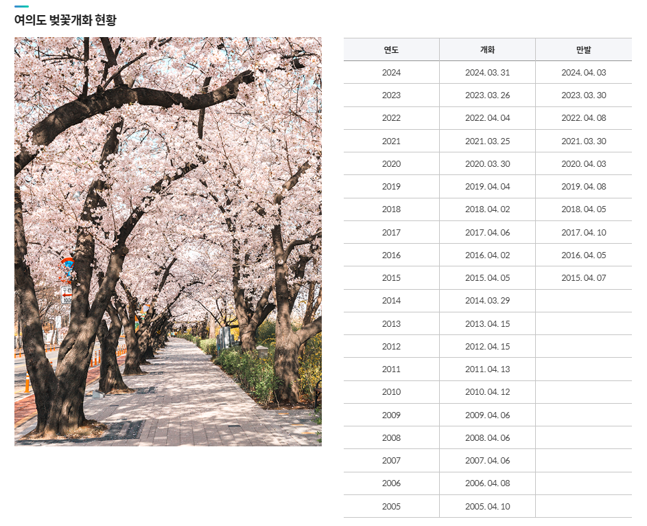 영등포 여의도 봄꽃축제 2025 맛집 주차 꿀팁정리