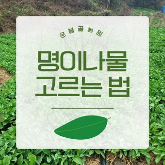 모종 고르는 법 줄기 굵기 잎색 뿌리상태 병해 흔적 확인_16