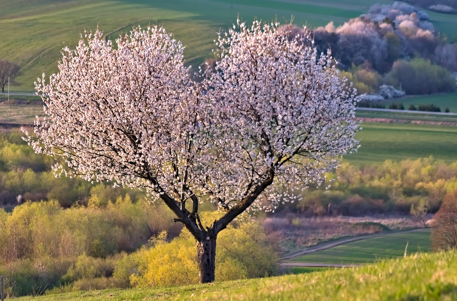 벚꽃나무(하트모양)