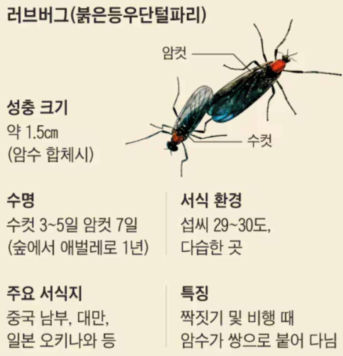 러브버그-붉은등우단털파리-퇴치방법