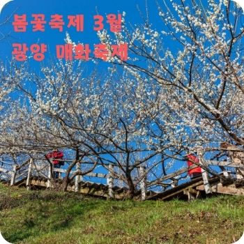 봄꽃축제 3월 광양 매화축제 구례 산수유꽃축제