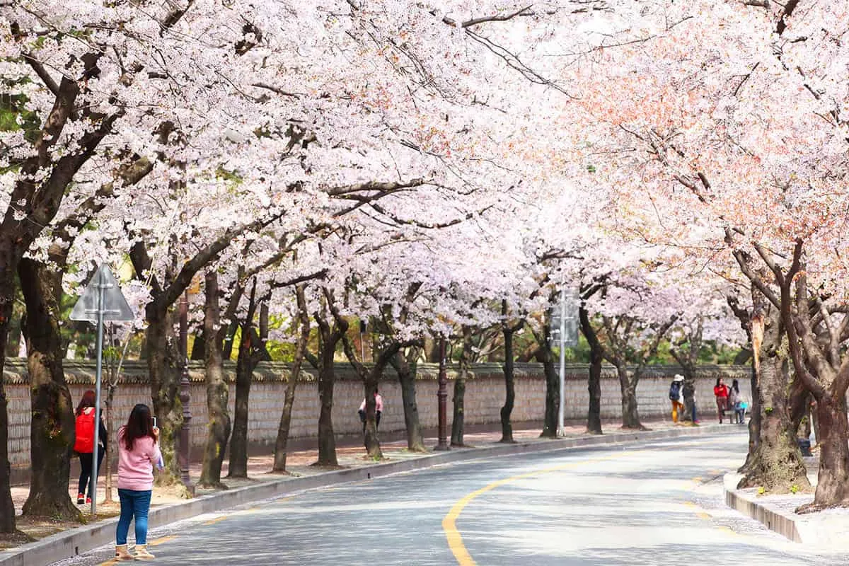 2025년 벚꽃축제 일정 시기 명소_5