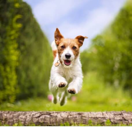 06년생개띠운세