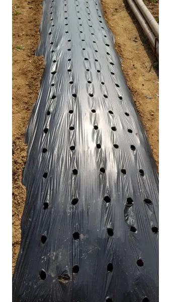 모종 고르는 법 줄기 굵기 잎색 뿌리상태 병해 흔적 확인_27