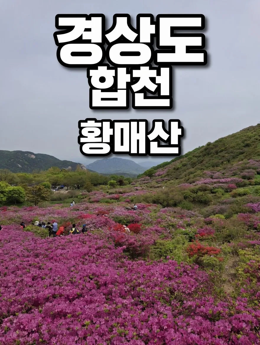 경상도 합천 황매산 철쭉제 시간 교통 투어