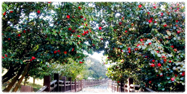 동백꽃 명소 동백나무 숲 명소 TOP 10