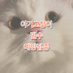 고양이 예방접종