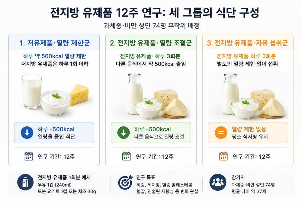 전지방 유제품 섭취군과 저지방 유제품 열량 제한군의 연구 구성을 보여주는 인포그래픽