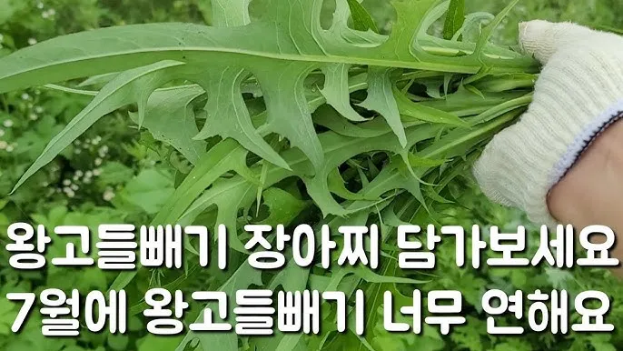 왕고들빼기 효능과 섭취시 주의사항 건강 정보_5