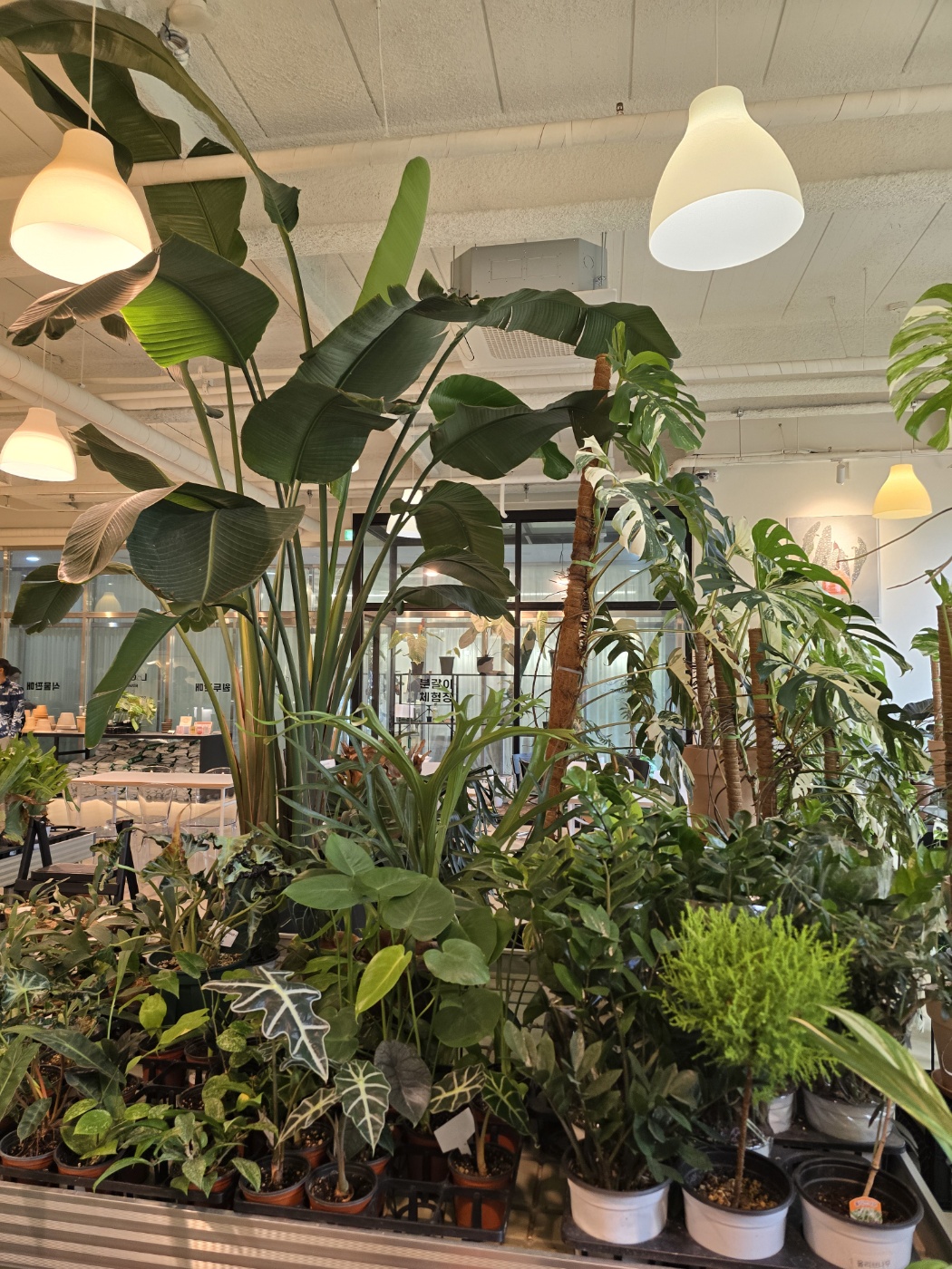 로이스터스카페내에있는 화려한 식물들