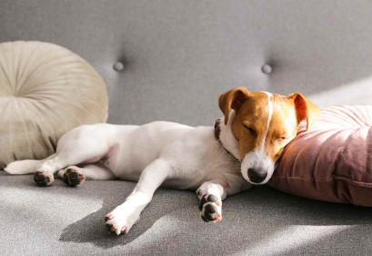 자고있는 강아지