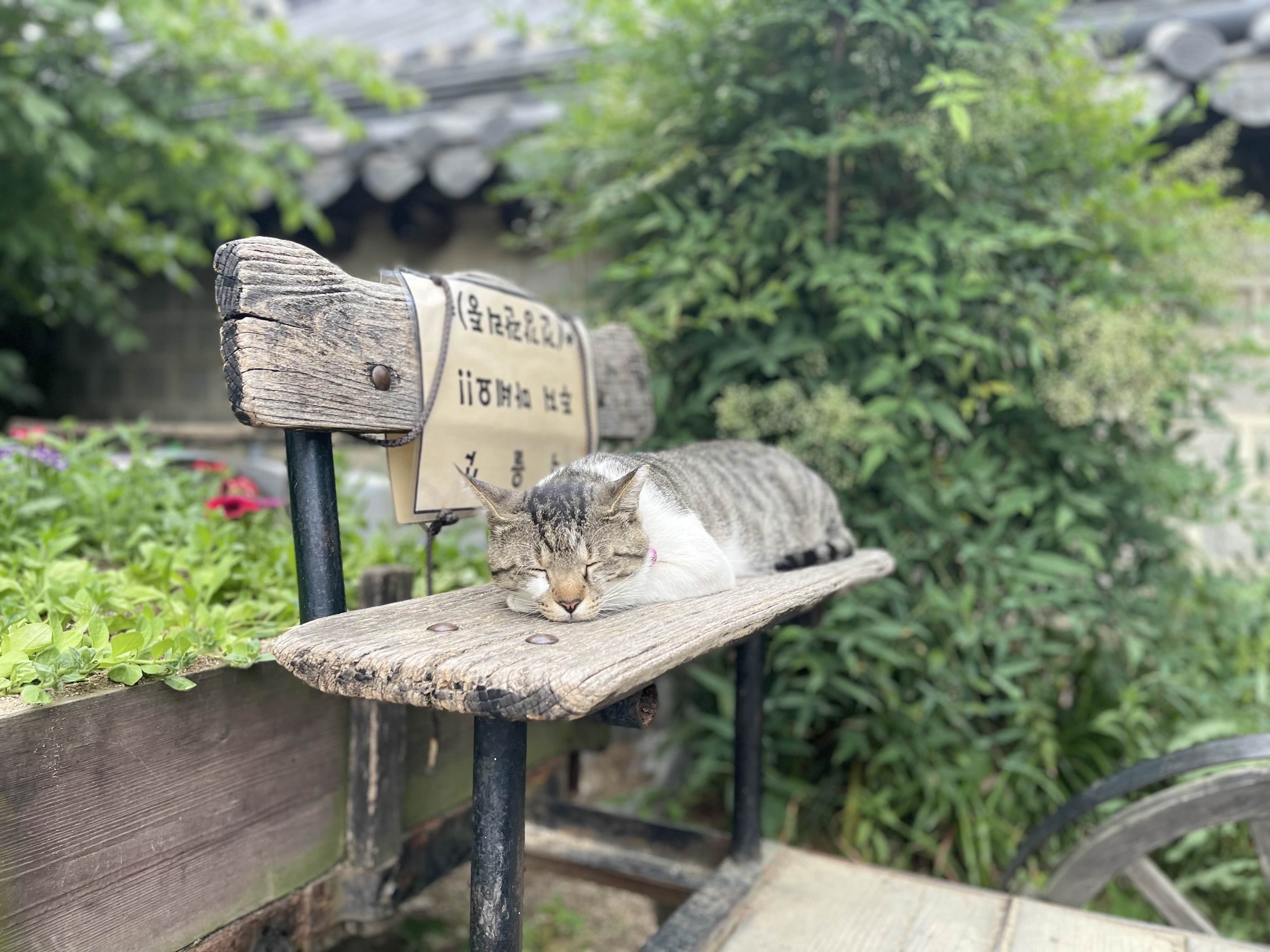 전주_한옥마을_고양이