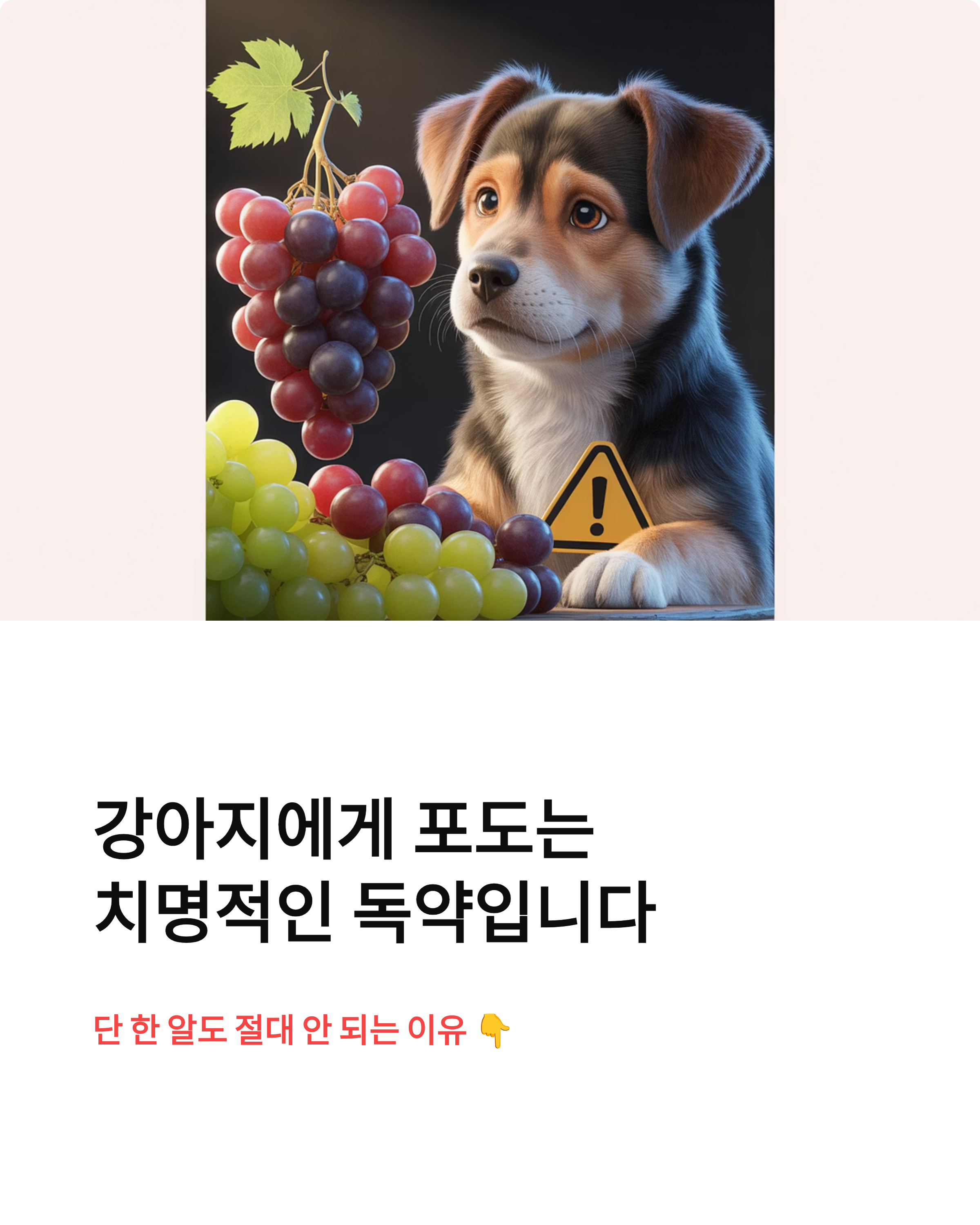강아지 포도 먹으면 죽는다?단 한 알도 절대 안 되는 이유