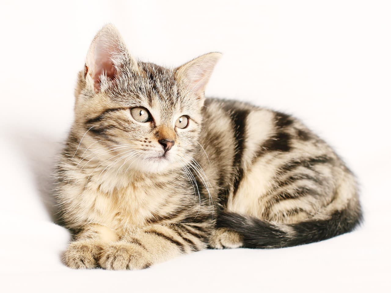 고양이 눈영양제 추천 BEST 5