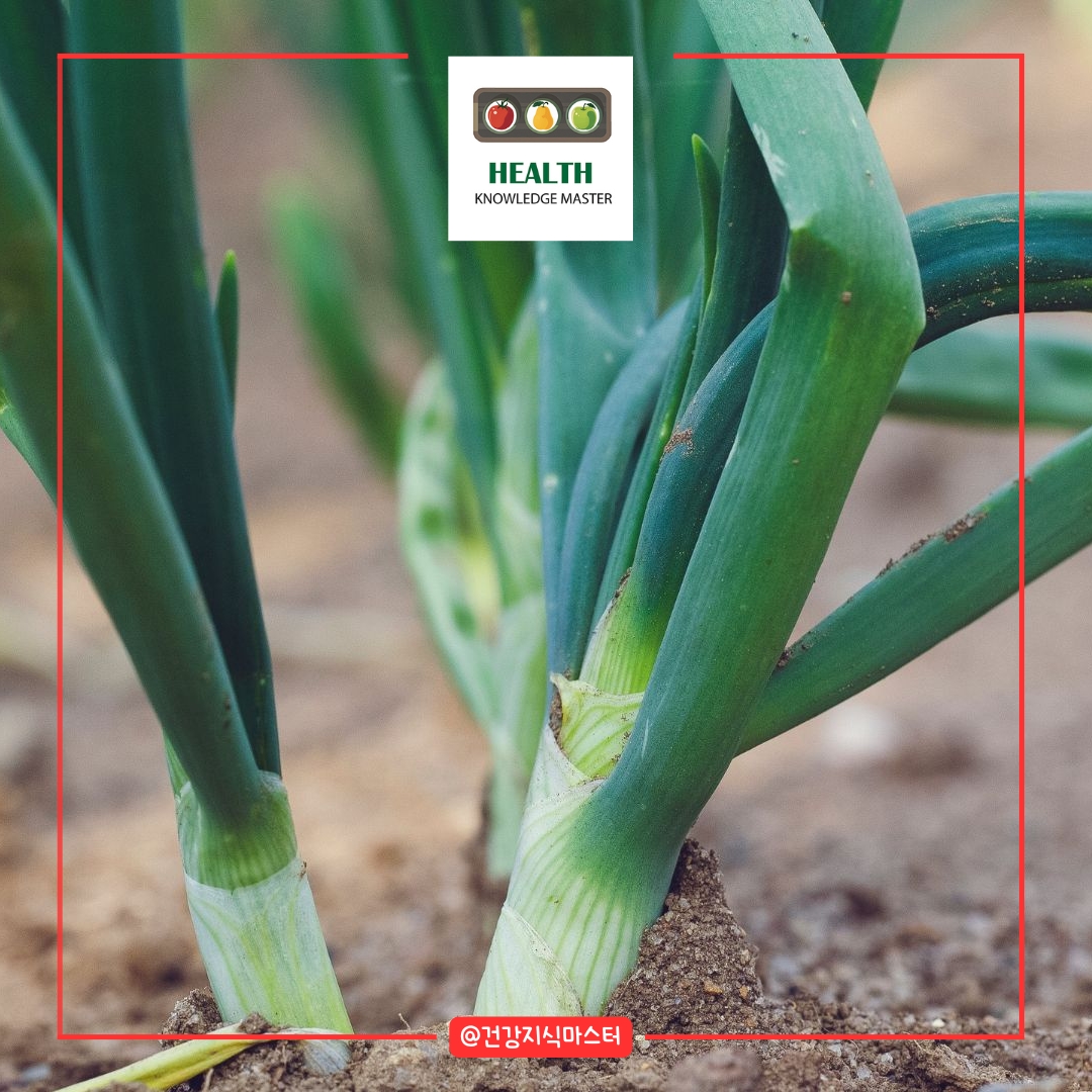 마늘 양파 병해충 예방과 물 관리