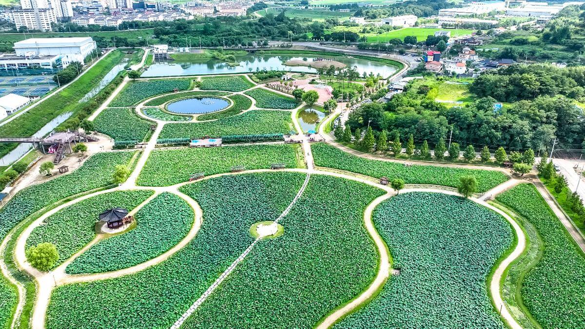 함안 연꽃테마파크