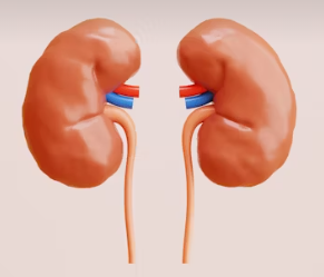 신장은 왜 &lsquo;침묵의 장기&rsquo;인가?