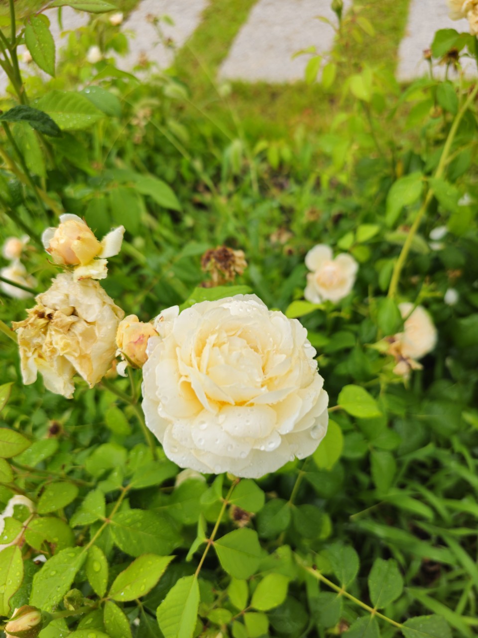 장애인 문화·예술 지원 해외사례