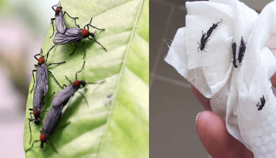 러브버그발생원인-이유