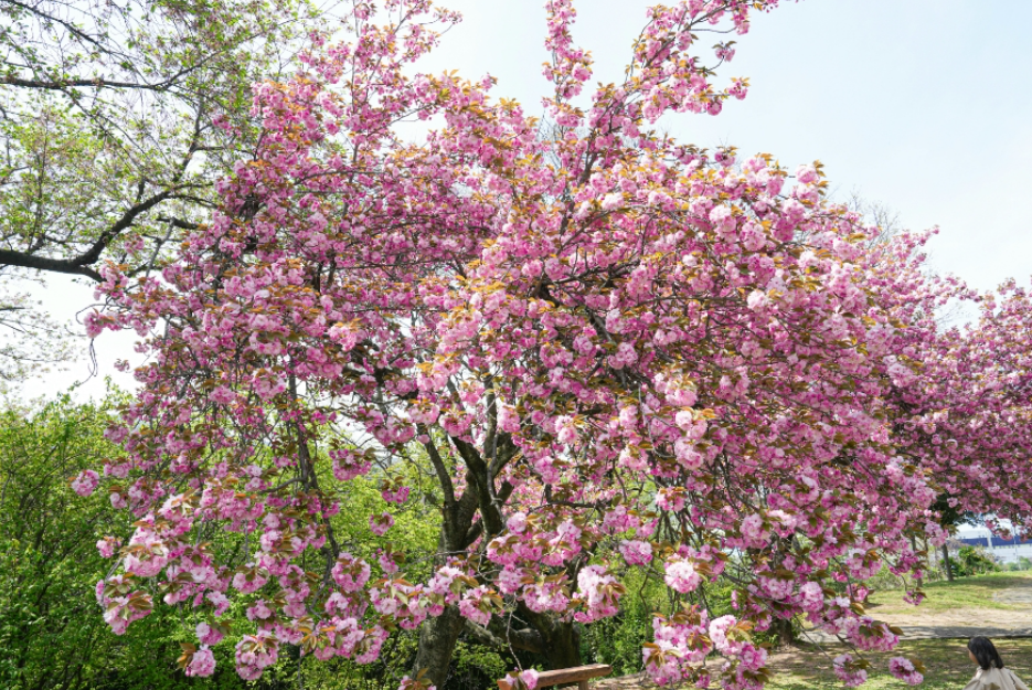 창원 성산패총 겹벚꽃