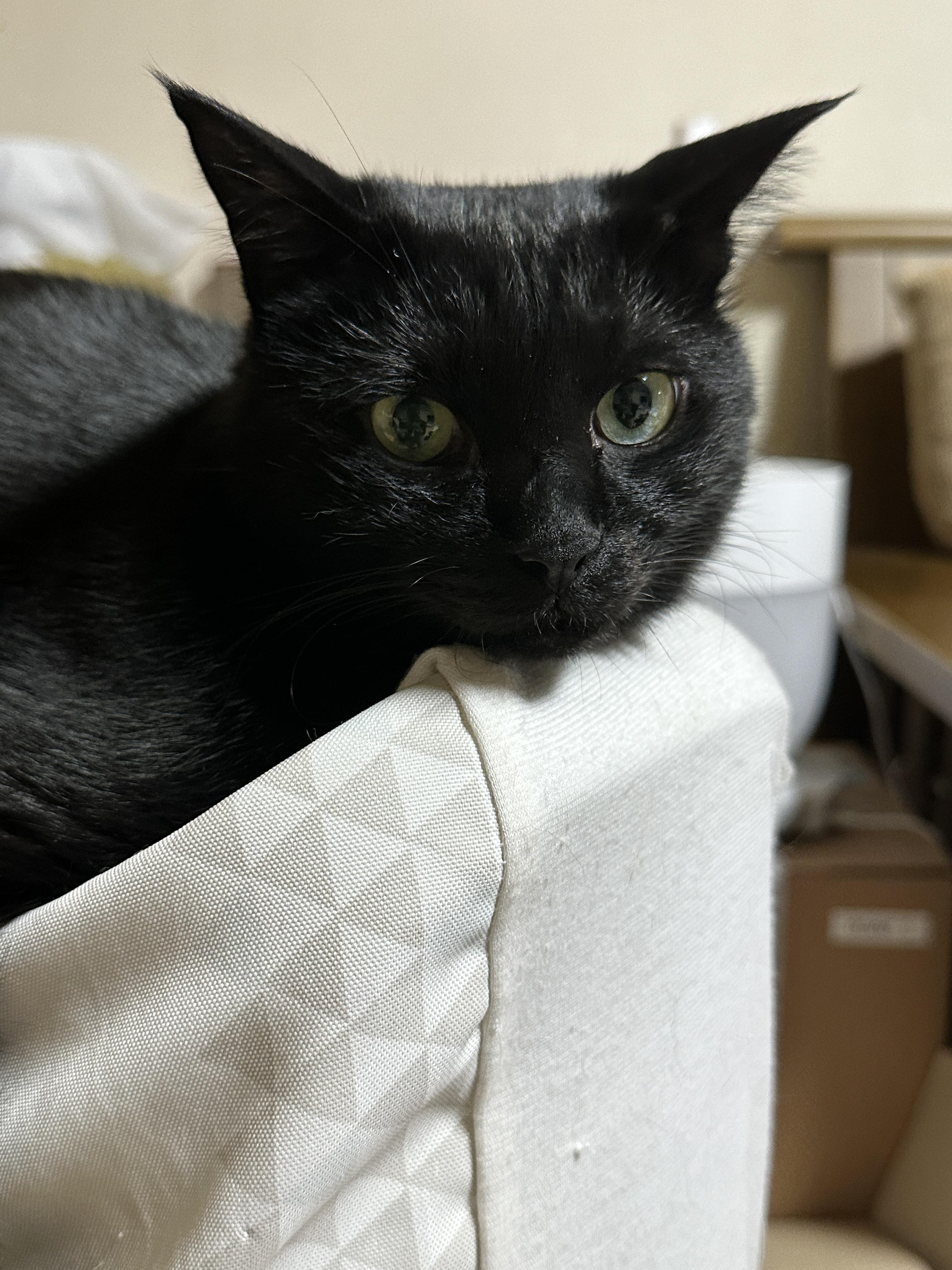 요즘 미모 폭발하는 건이의 최애 장소 (feat. 제습기 위 고양이)