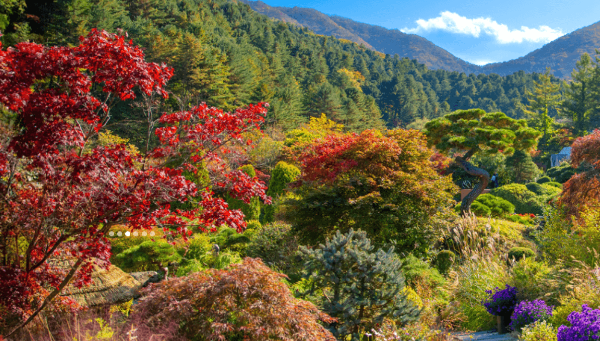 경기도 단풍 명소 아침고요수목원 단풍 풍경