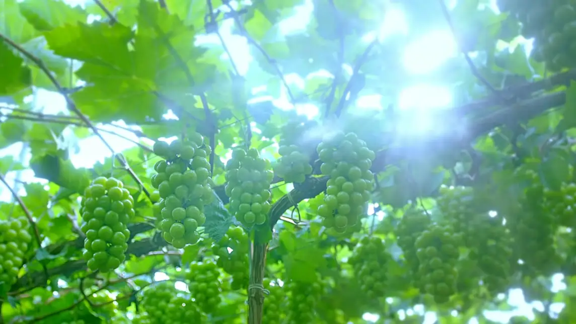 샤인머스켓 보관법 효능 가격