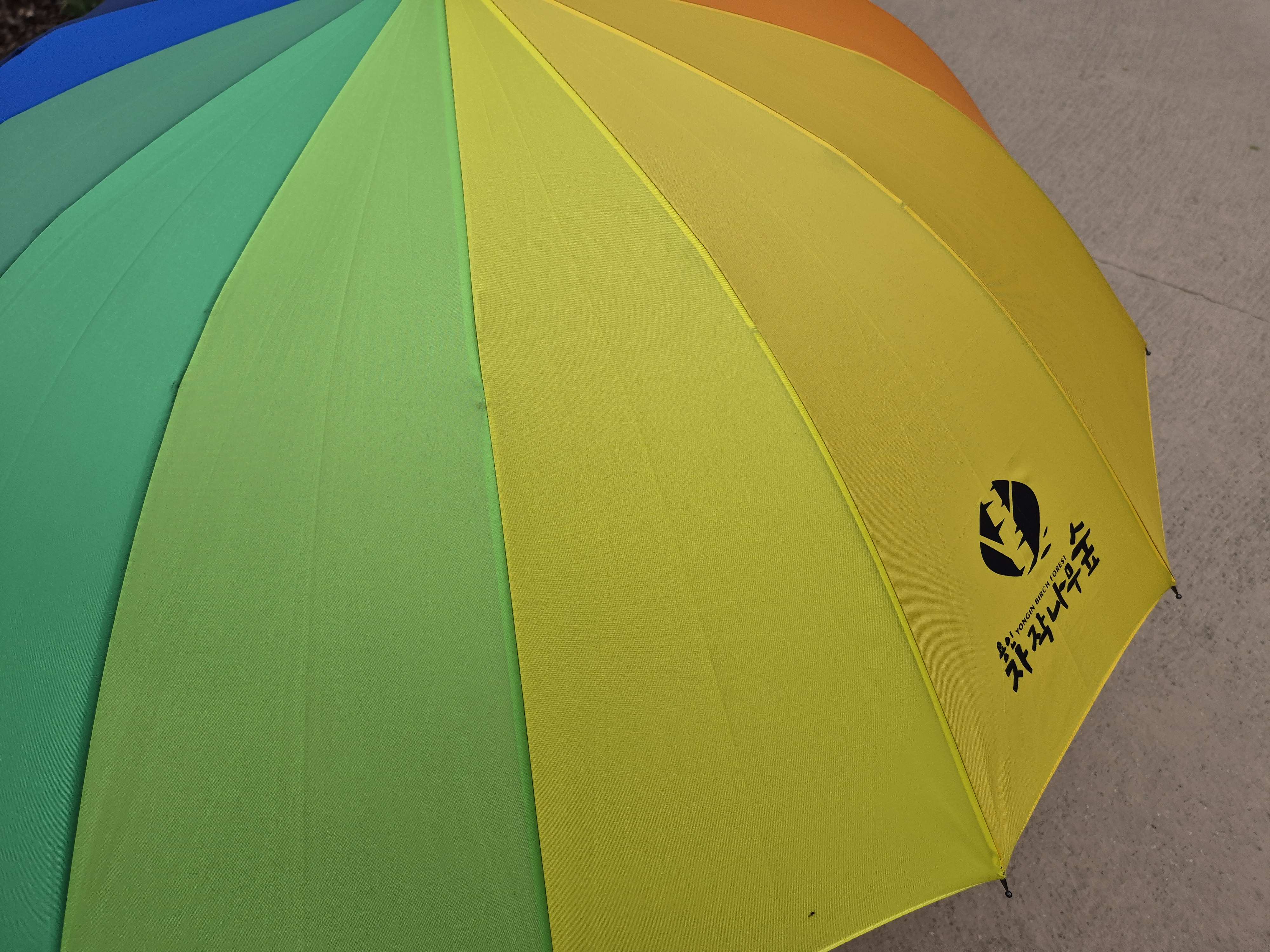 용인 자작나무 숲 우산