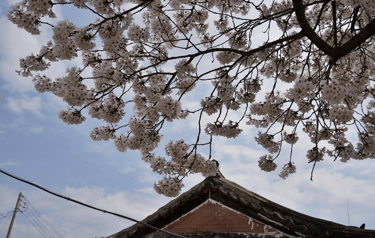 경주 벚꽃 개화시기