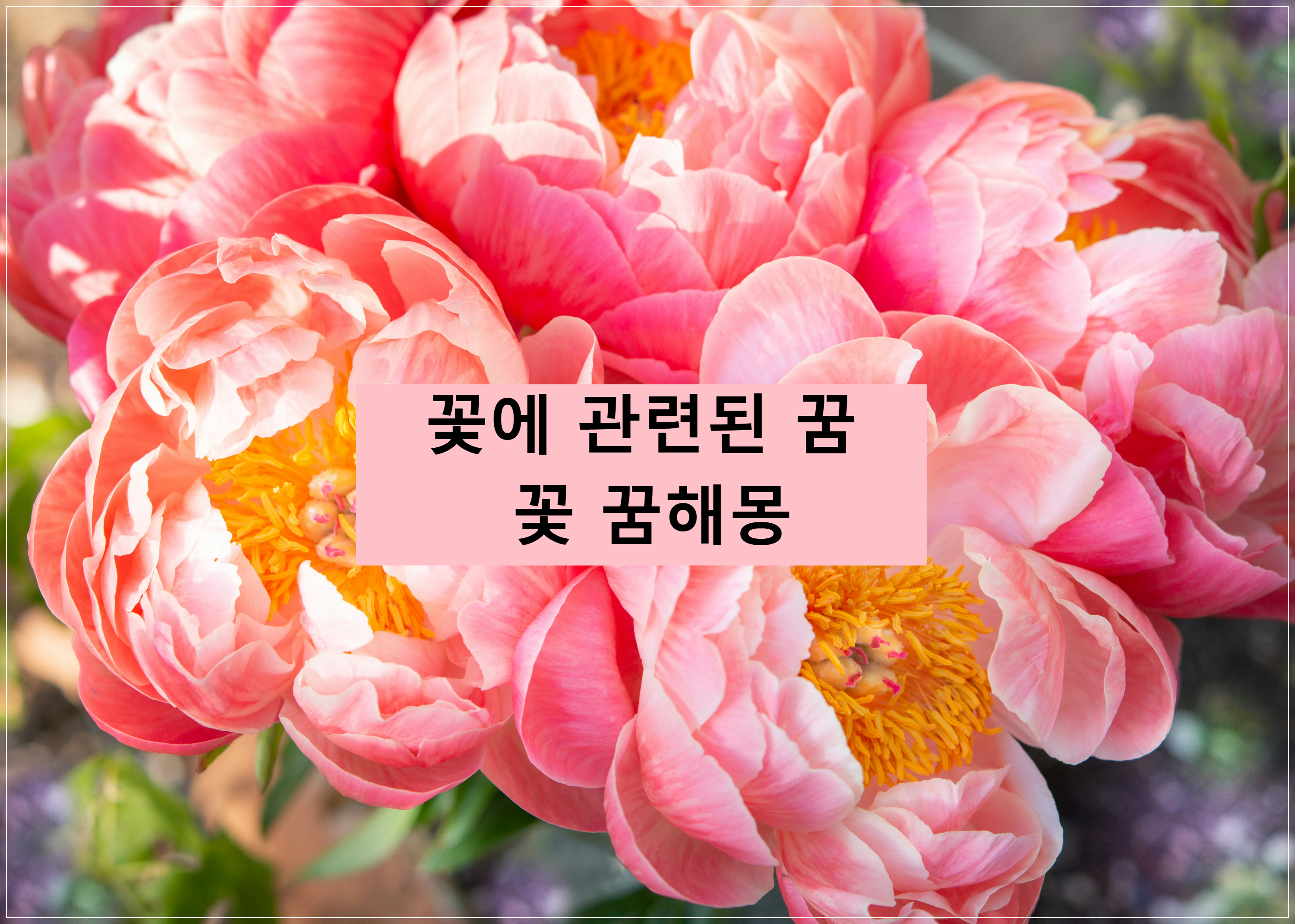 꽃에 관련된 꿈, 꽃 꿈해몽, 꽃꿈, 꽃선물꿈