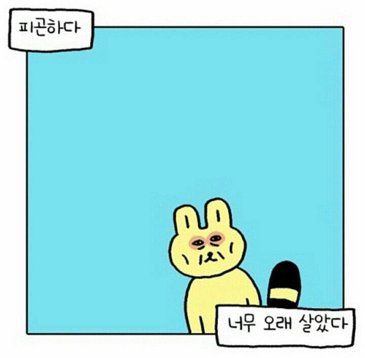 피곤짤