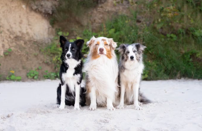 보더 콜리 노화의 사인.