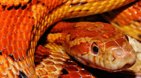 뱀을 죽이는 꿈해몽