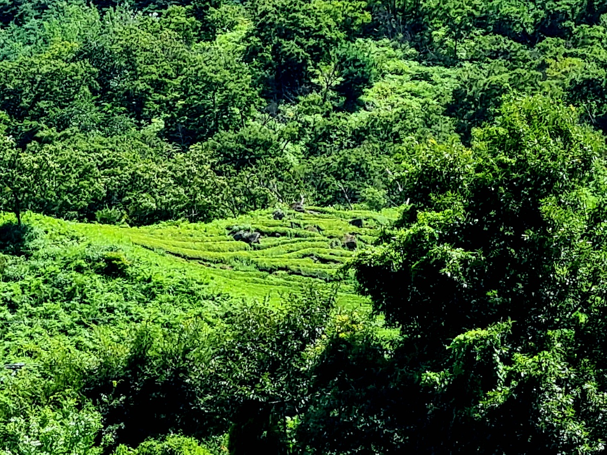 블루리본 브런치 카페 플래닛 1020: 경남 하동 지리산 쌍계사 근처 현지인 추천 맛집