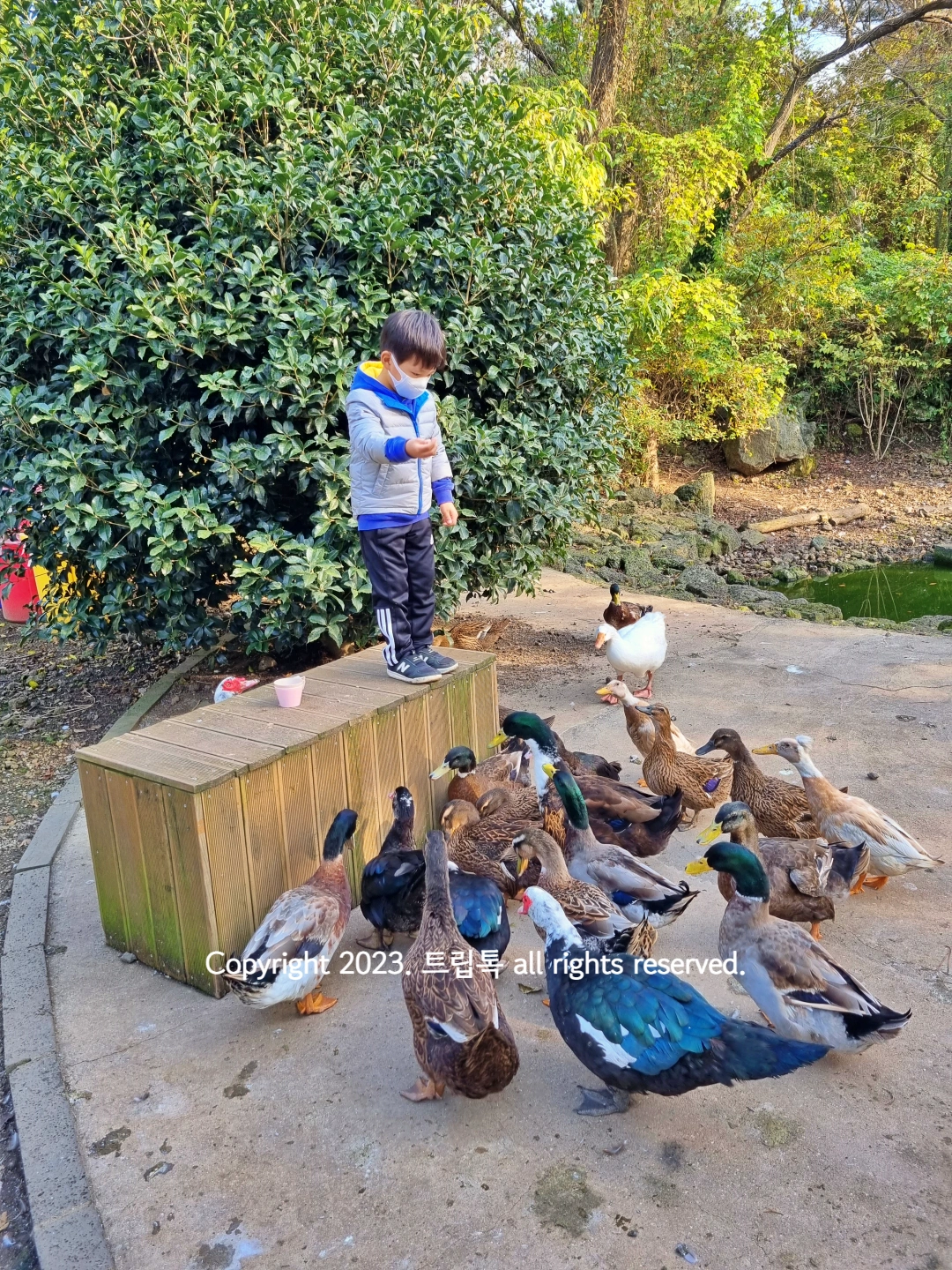 나무단상에 올라 먹이를 주고 오리가 그 밑에 빼곡히 있다