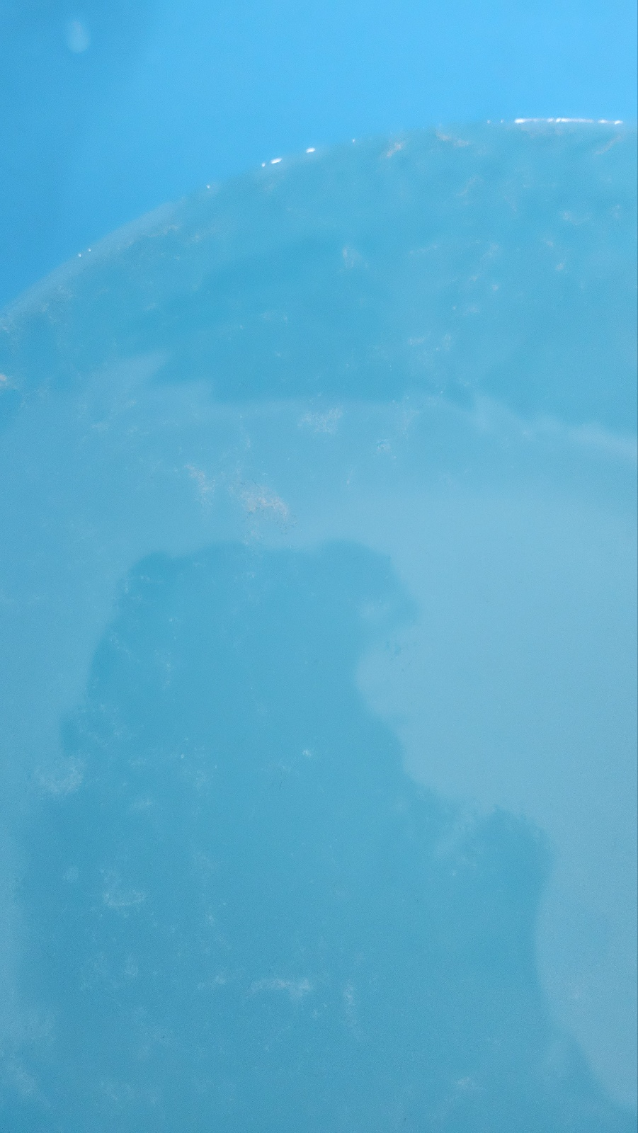 경기 광주 양벌동 애견미용, 강아지 미용, 덕자네 미용실