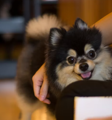 애견 카페 창업에 대하여 알아보기