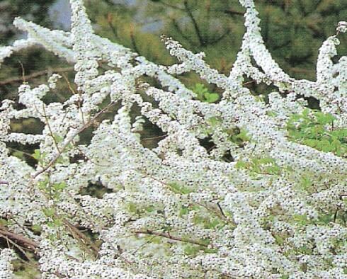 조팝나무 이팝나무 차이