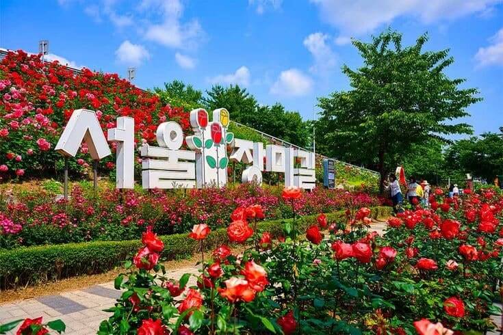 중랑 서울장미축제와 관련된 사진