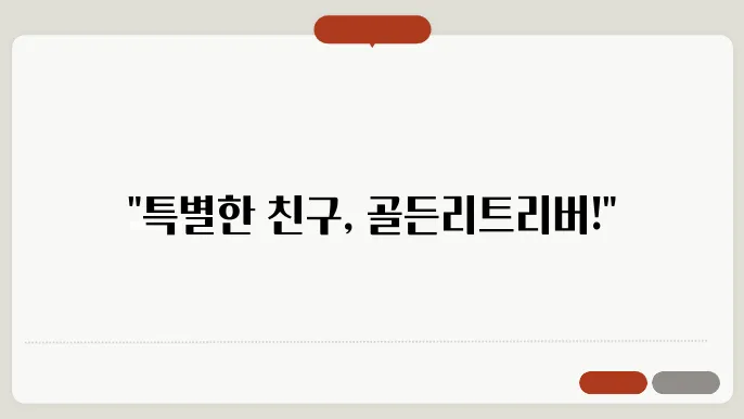 골든리트리버분양 특별한 만남 은평구골든리트리버분양