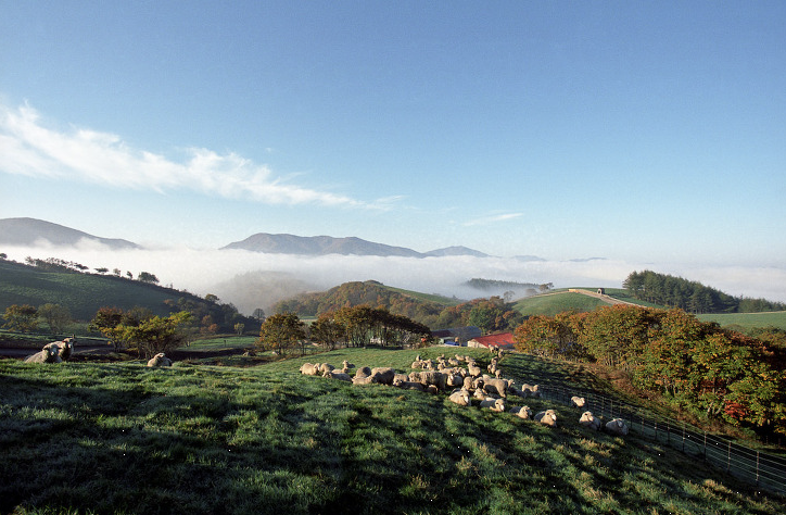 대관령 양때목장 이미지
