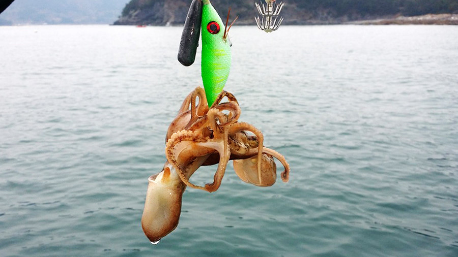 주꾸미효능