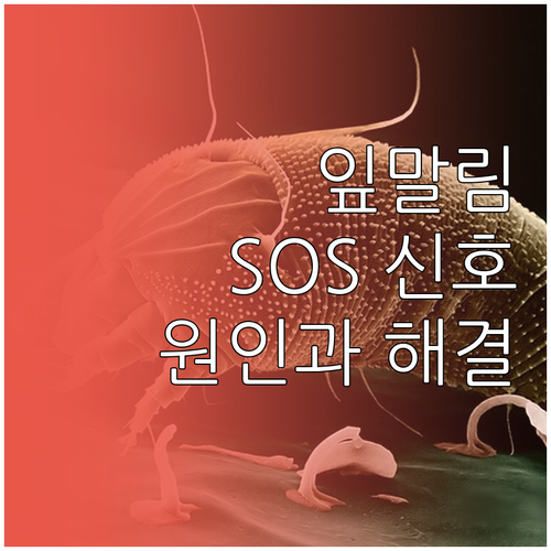 시들시들 잎말림, 식물 건강 적신호!..