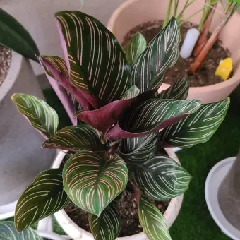 칼라데아 물주기 잎말림원인 습도관리 분무요령 시니어 맞춤 가이드_14