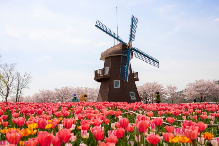 화려한 봄꽃 축제 순천만 국가정원