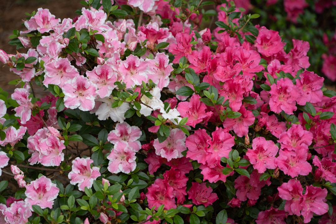 Azalea