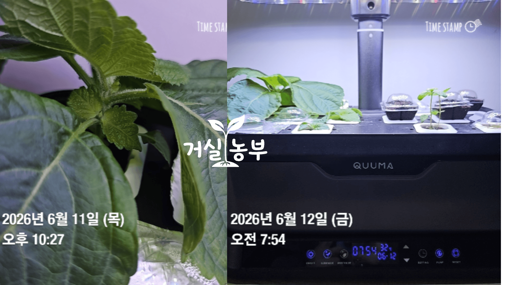 Quuma 수경재배기에서 크게 자라 주변 공간까지 차지한 깻잎