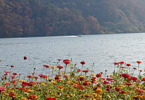 가평 자라섬 꽃 페스타 축제 입장료 및 할인 정보 주차 전기차