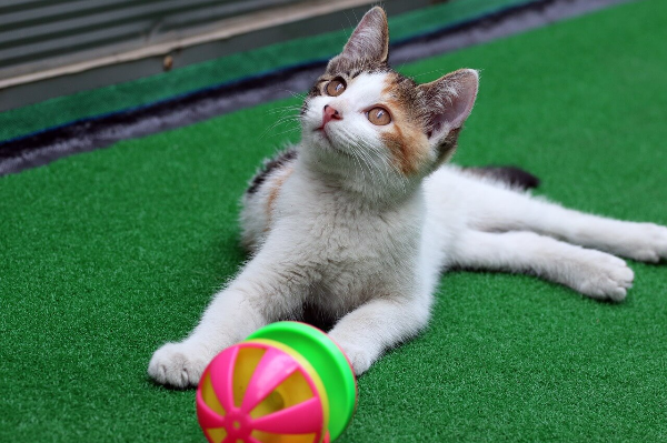 애완동물과 건강: 강아지와 고양이는 병균을 옮길까?4